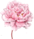 logos/pfingstrose.png