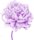 logos/pfingstrose2.png
