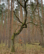 Mirta - Nummerologie - Tarot & Kartenlegen - Schamanismus - Reiki - Medium & Channeling